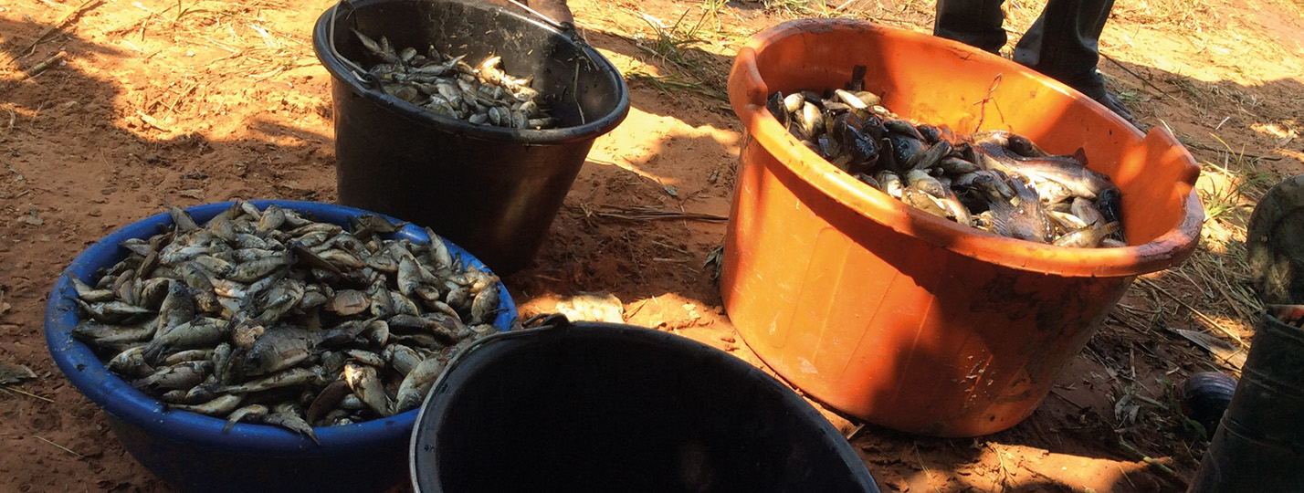 Pisciculture de Miya et la pêche durable