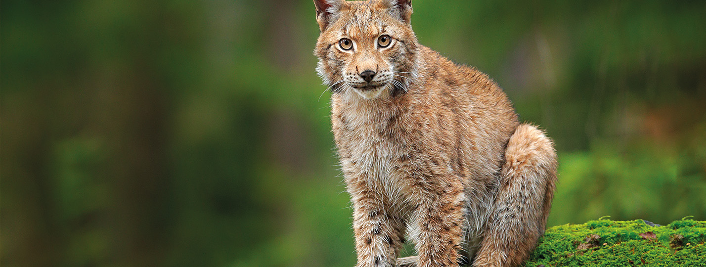 Repenser notre lien à la nature