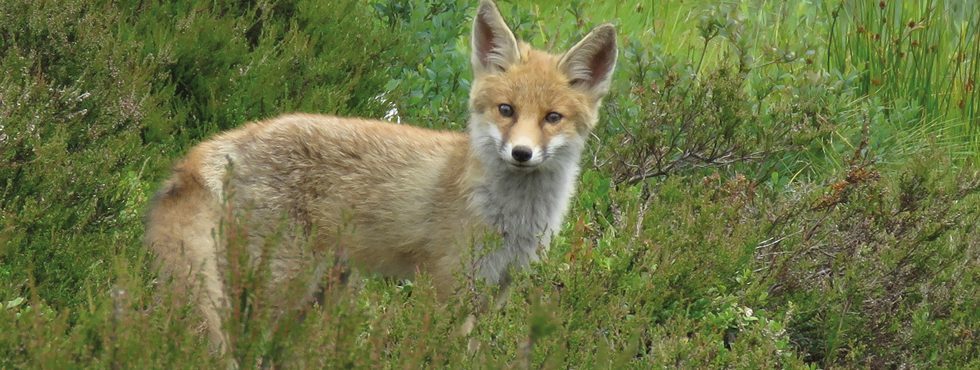 L’état de la biodiversité en Suisse