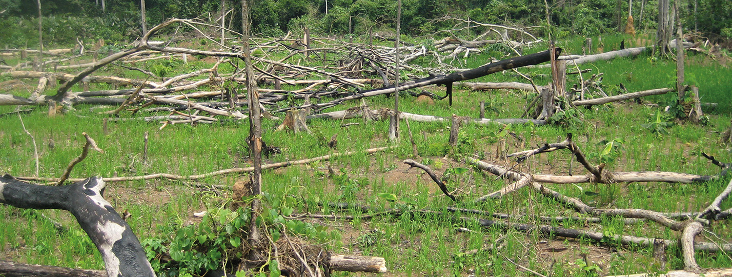 Gestion durable des forêts :  changer de paradigme