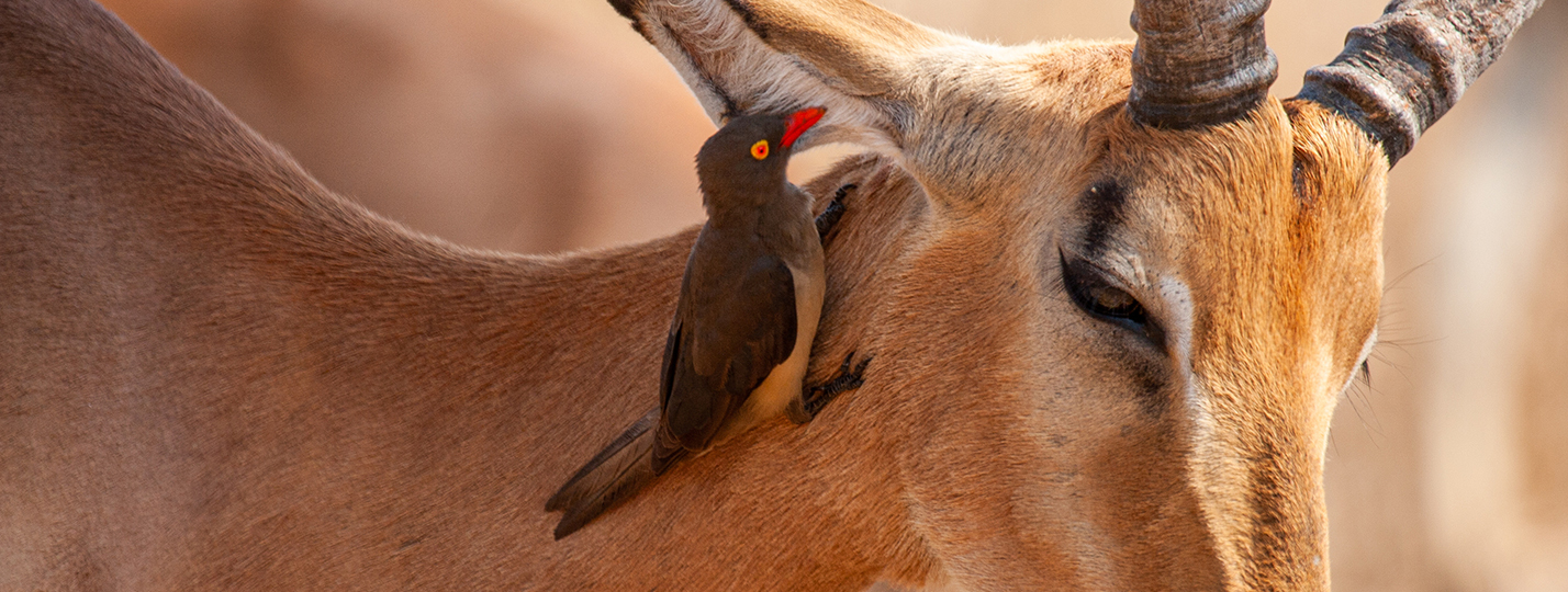 “L’entraide, l’autre loi de la jungle”